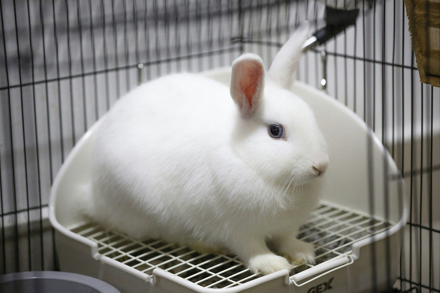 Adopt a Bunny – Rabbits Australia