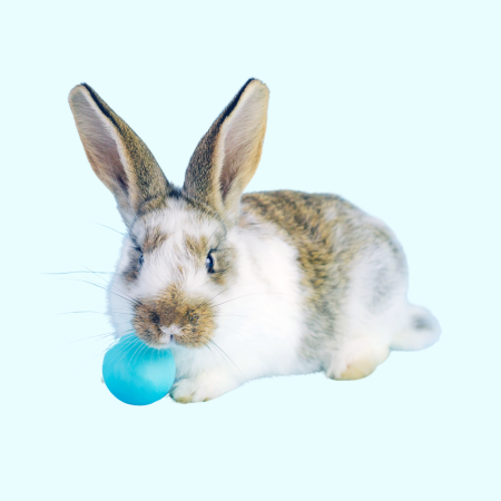 Ozzy Cage Accessories – Rabbits Australia