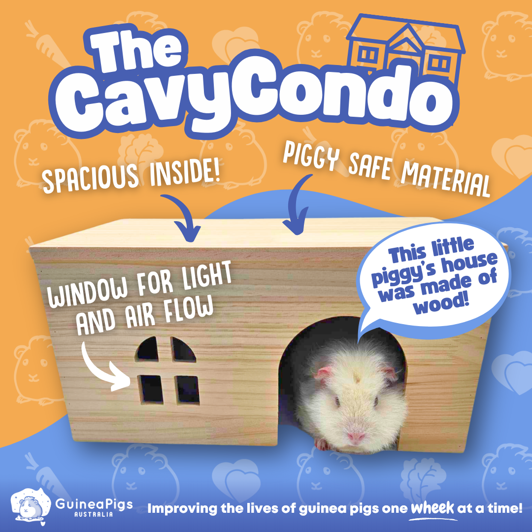 Cavy Condo