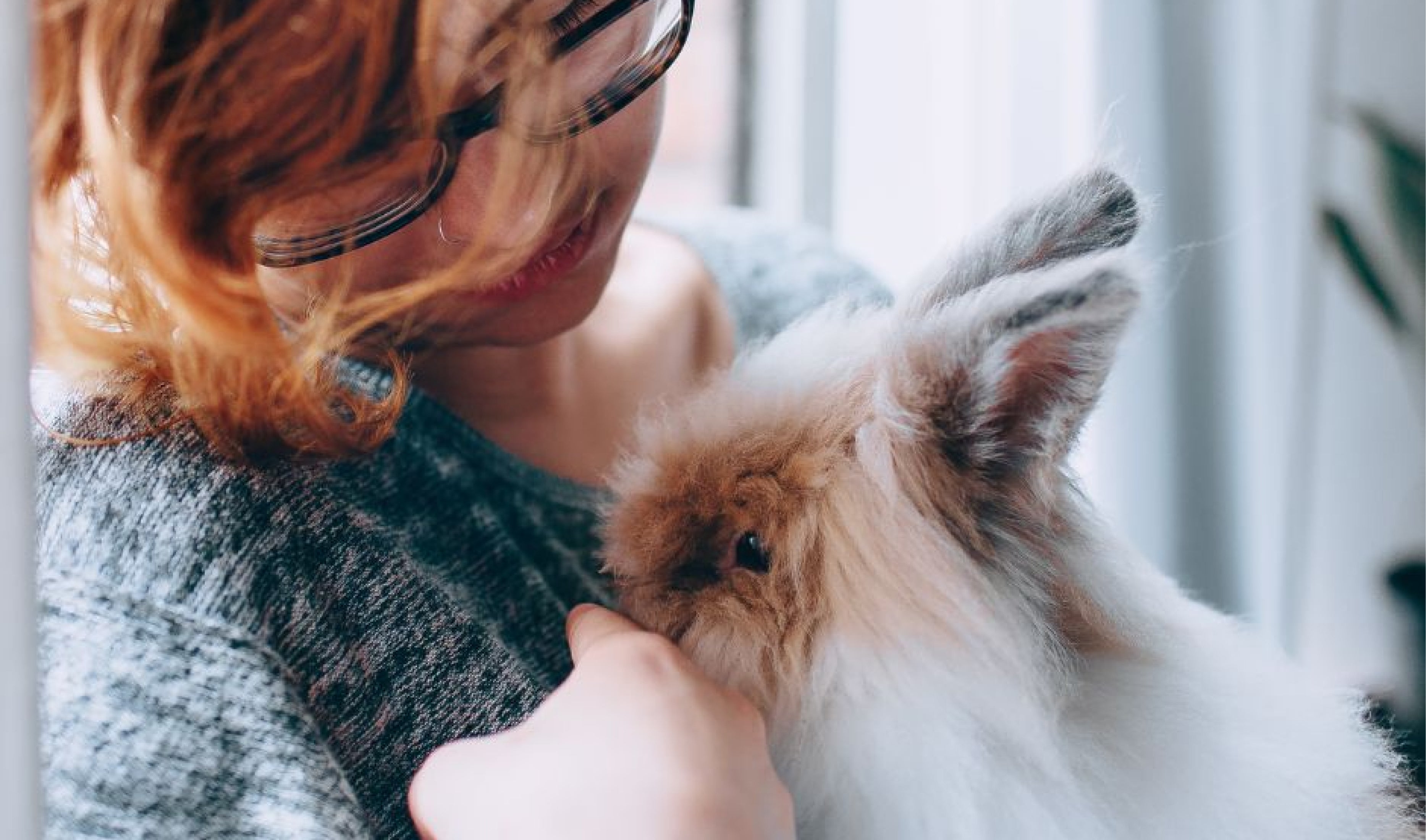 Union The Rabbit Rabbits Australia | Bunnies Australia