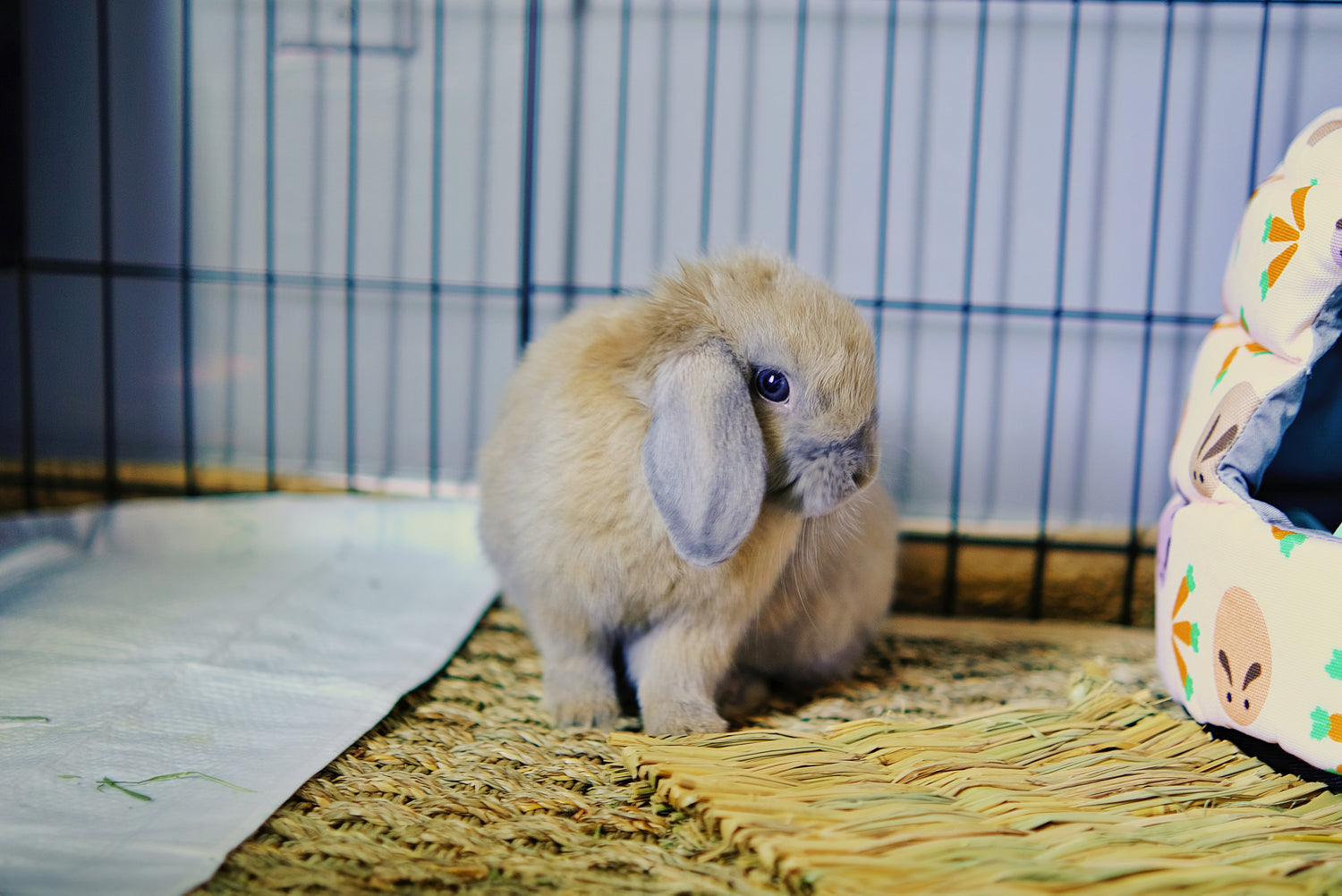 Rabbits Australia | Bunnies Australia