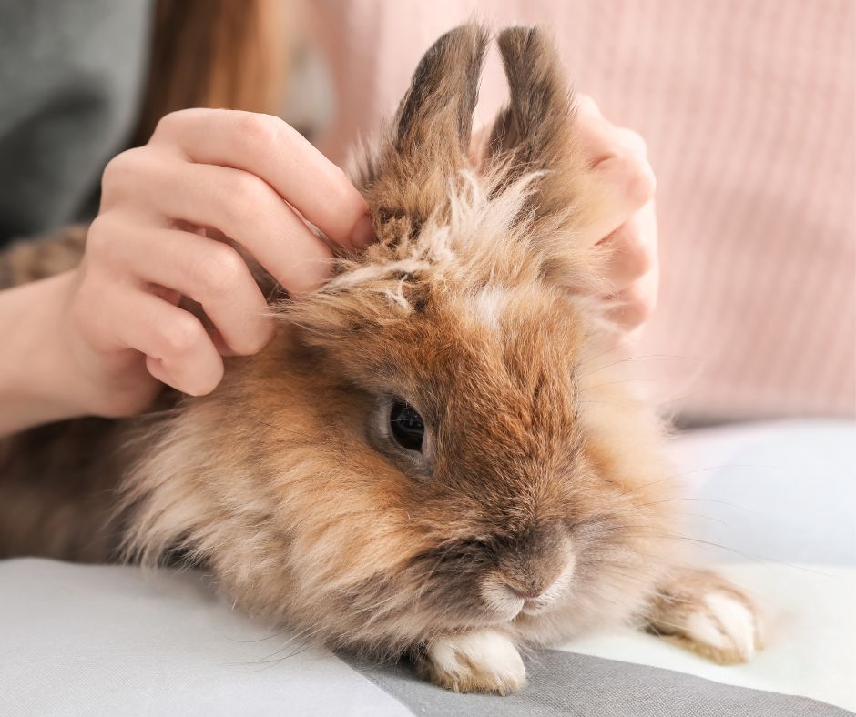 Rabbit Common Illnesses – Rabbits Australia