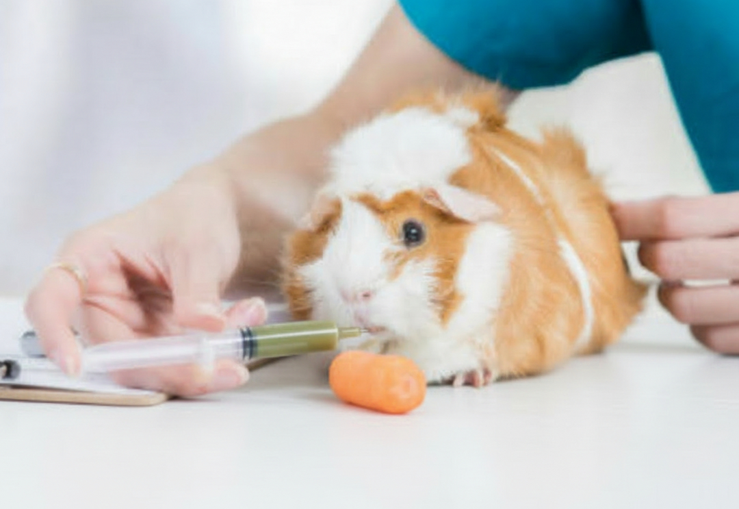 Emergency Health Kit for Guinea Pigs & Rabbits