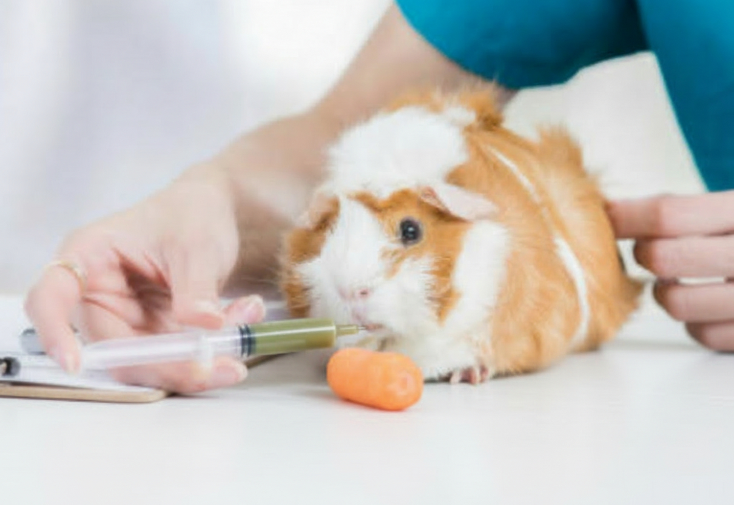 Emergency Health Kit for Guinea Pigs & Rabbits